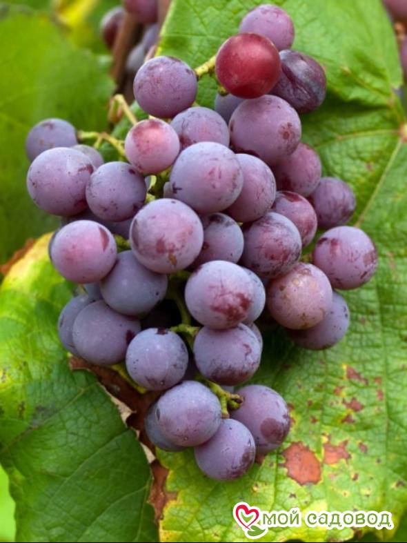Виноград Катавба