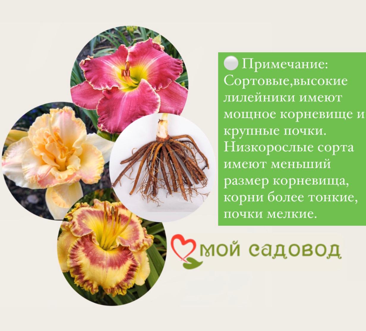 ЛИЛЕЙНИК МАХРОВАЯ РОУЗ