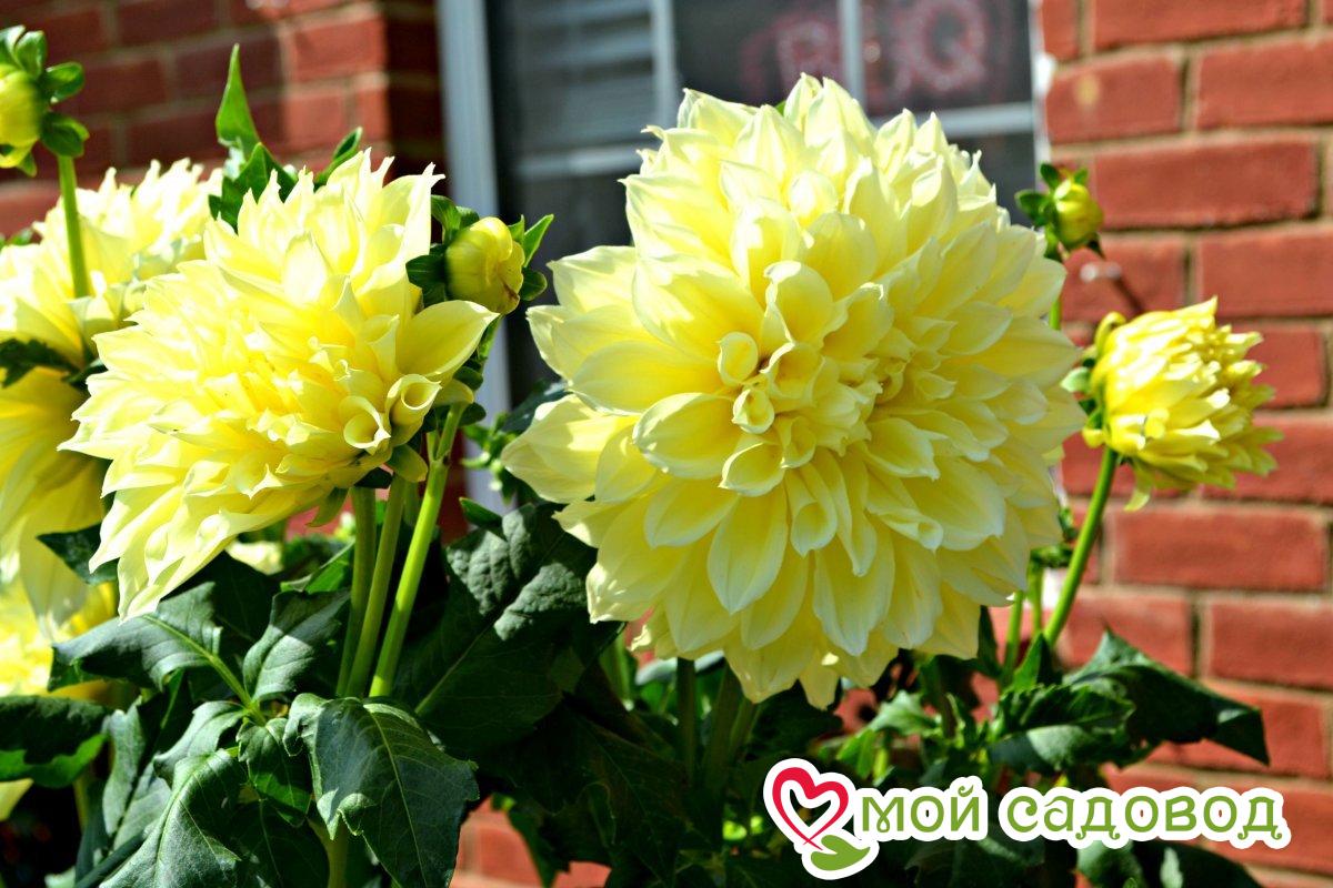 Георгина КЕЛЬВИН ФЛУДЛАЙТ