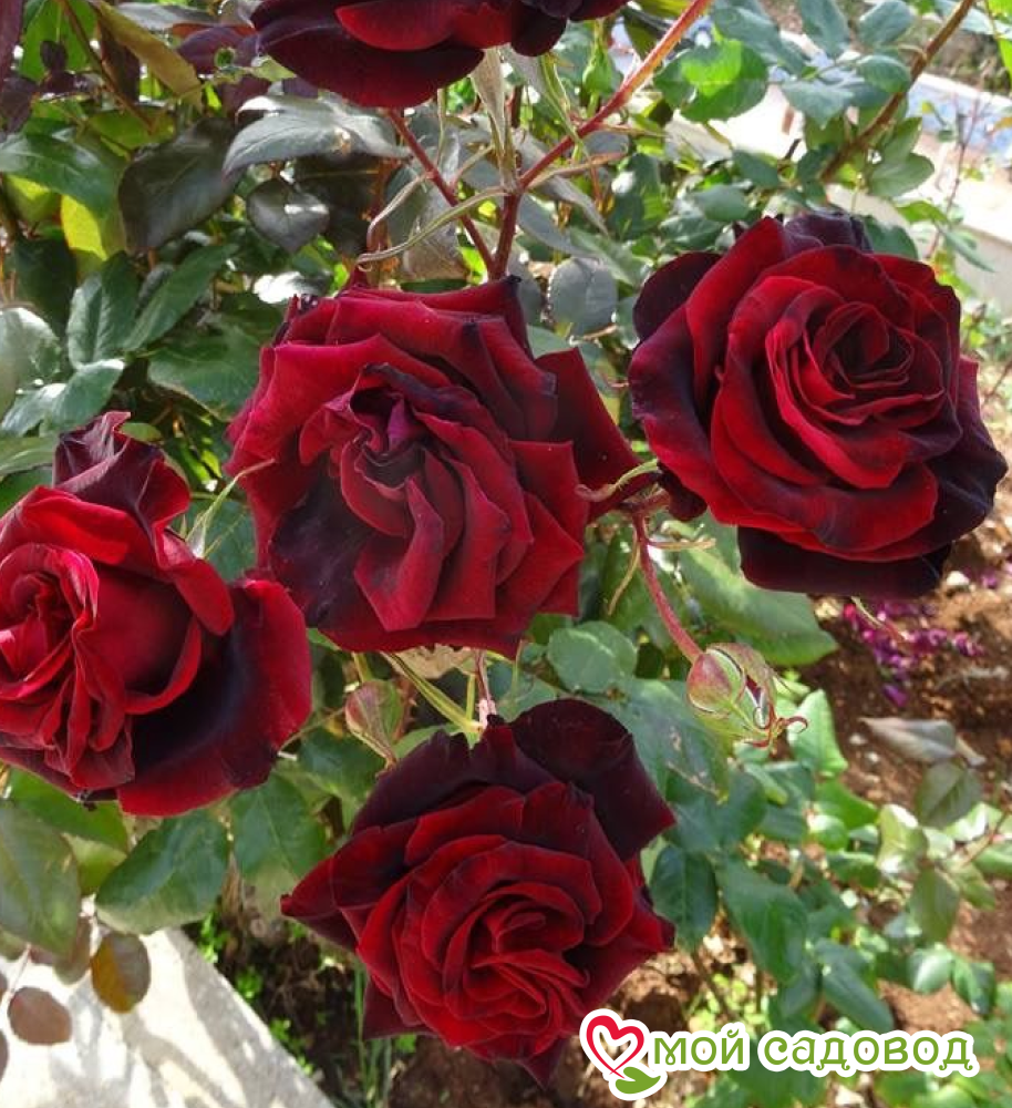 Роза Юбилей папы Мейланда