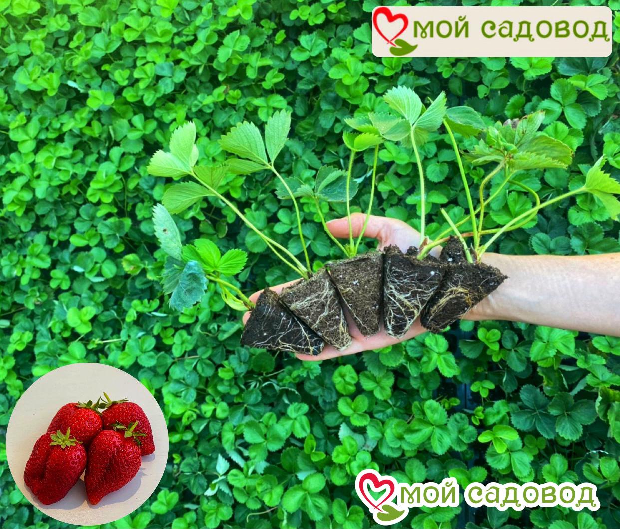 Клубника Вечерняя Звезда (ампельная для подоконника)