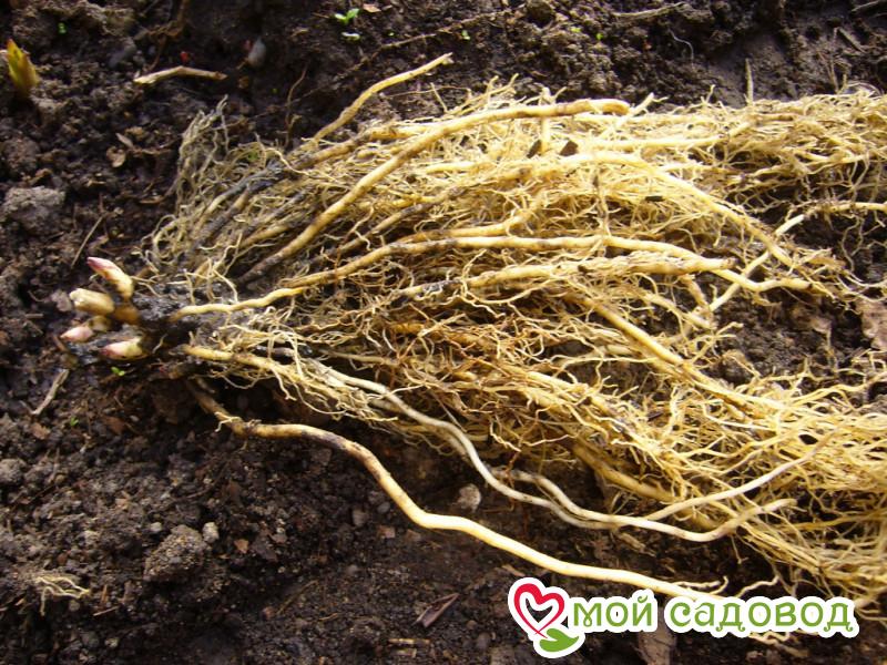 Флокс Фокс Грин